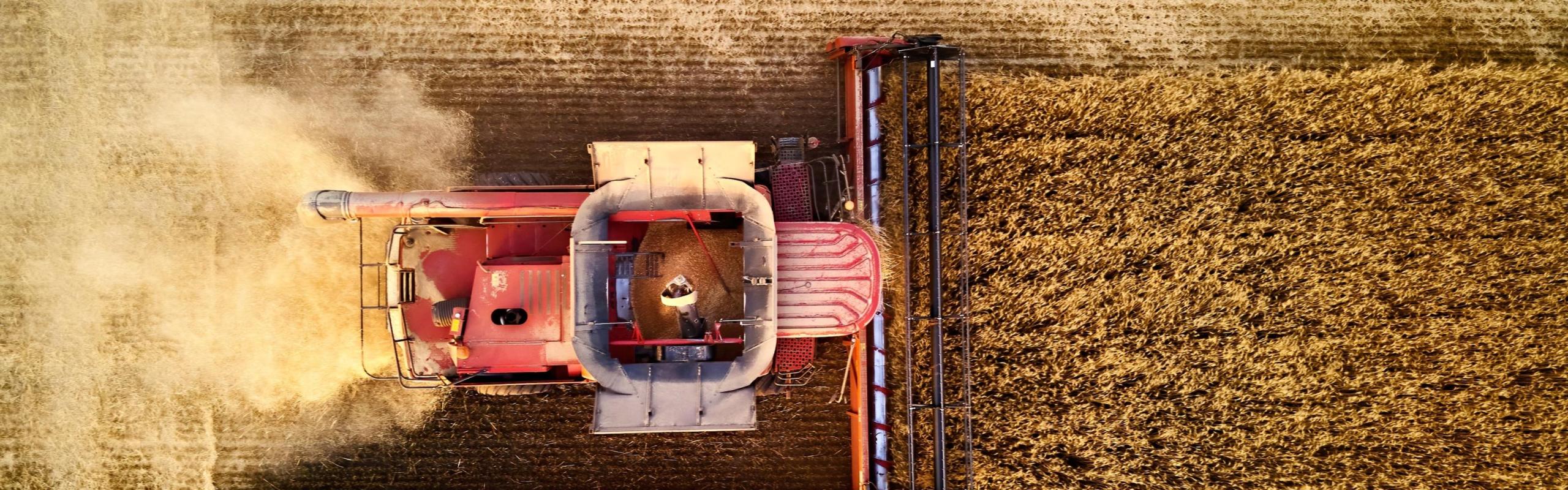Aerial photo of red harvester working in wheat field at sunset. 