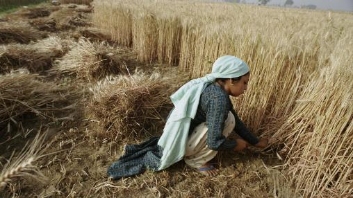 Woman farmer harvests wheat in Bangladesh
