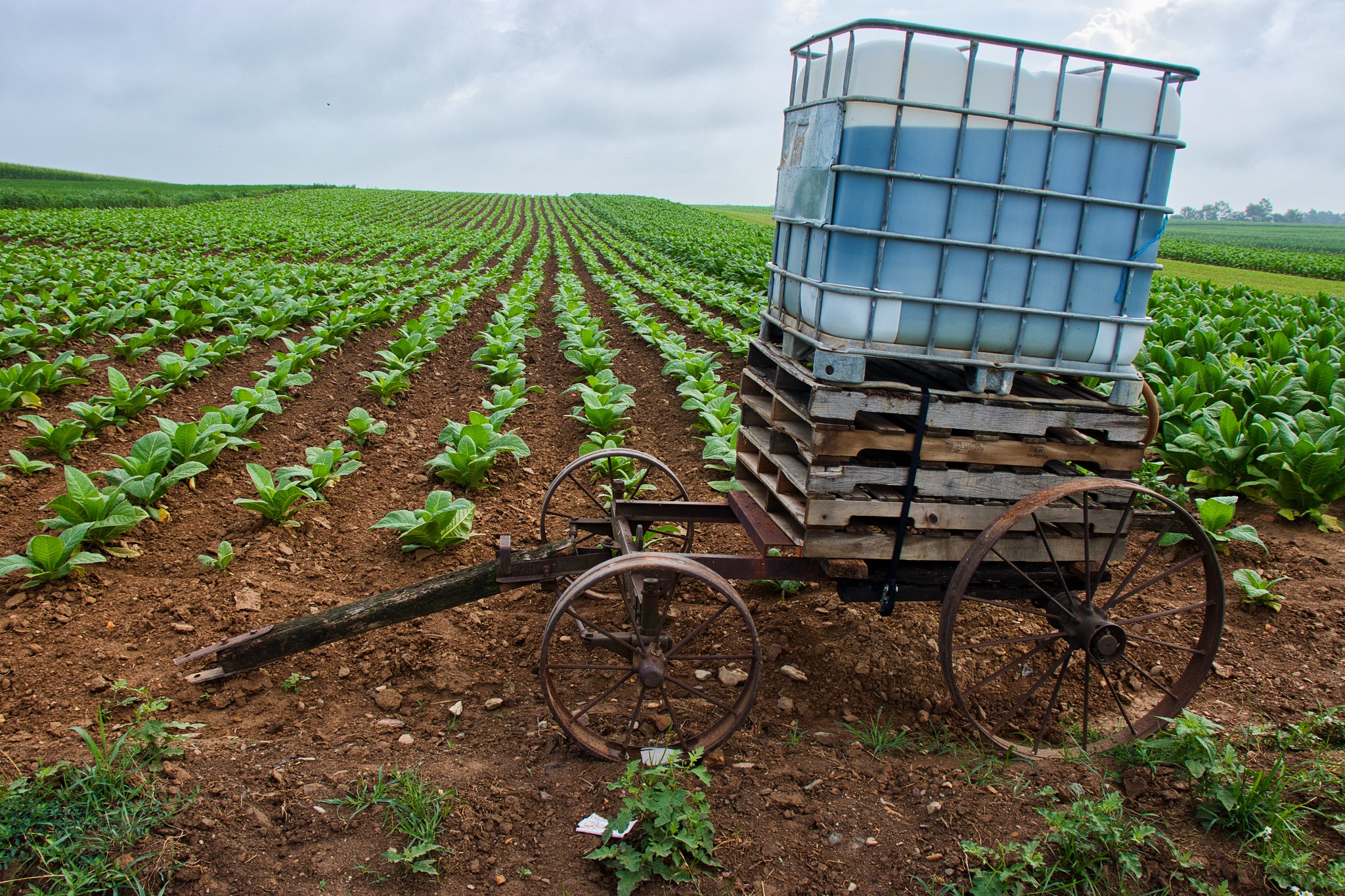 Enhancing Biodiversity And Resilience In Intensive Farming Systems   50144527798 2d41ef18bd K 