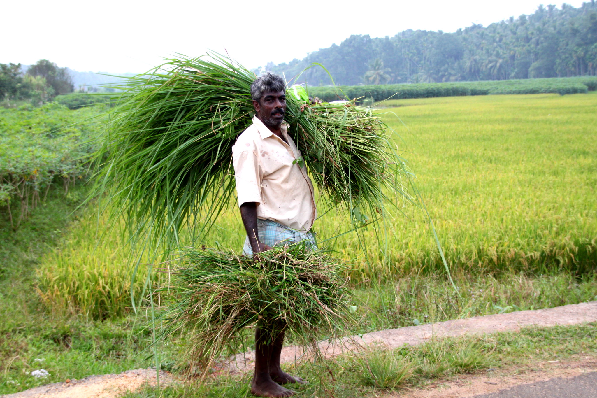 food-price-index-declined-in-august-while-rice-prices-spiked-food