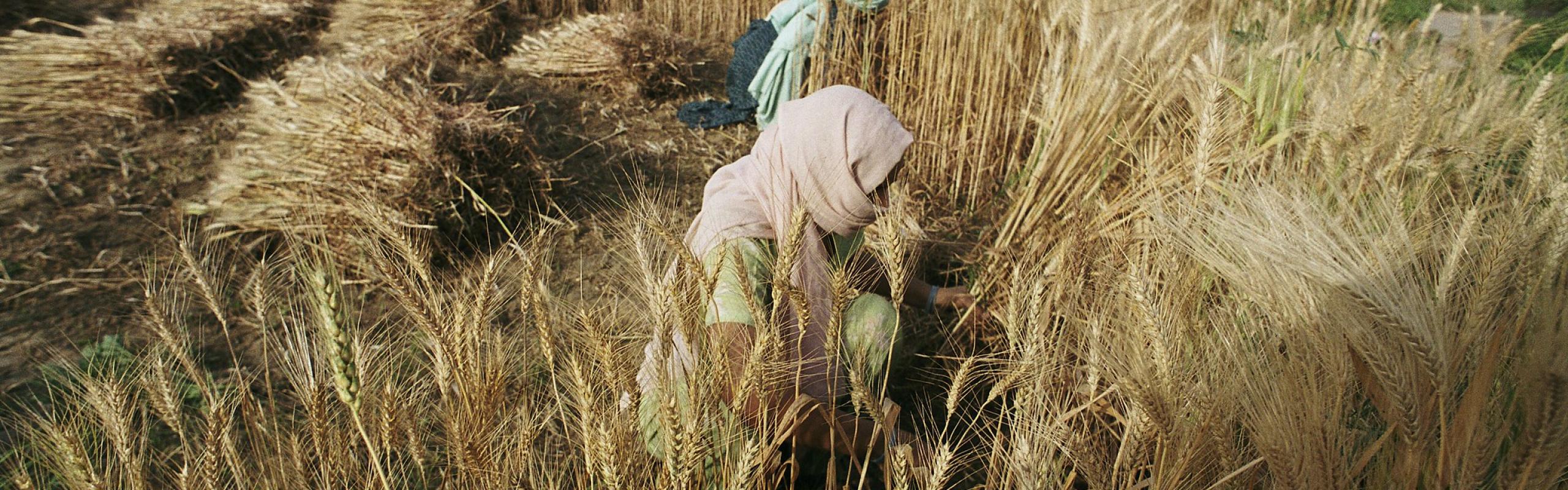 Rising food prices are a concern but no reason for panic yet