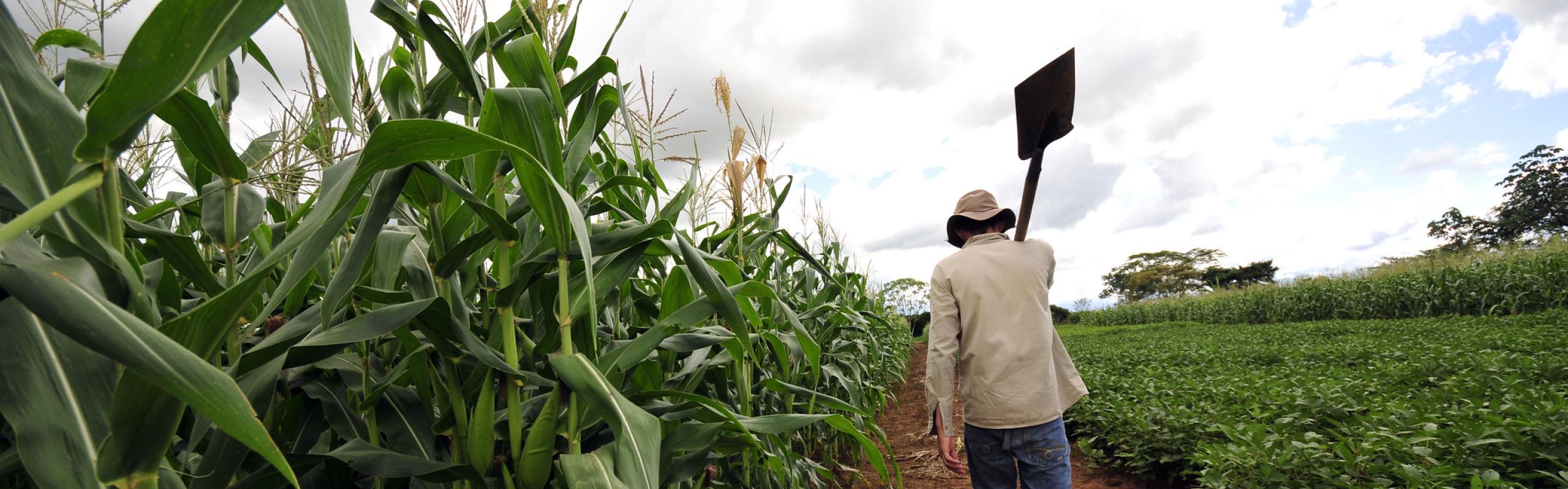 Male farmer in white shirt and blue jeans carrying a shovel over his shoulder walks away from the camera through maize and soybean fields near Villavicencio, on the border of Colombia's eastern plains, or Llanos.